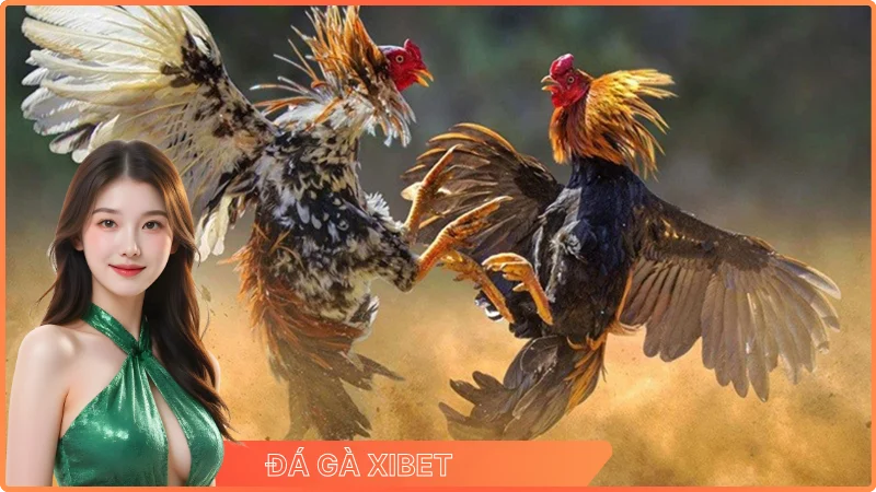 Đá Gà XIBET